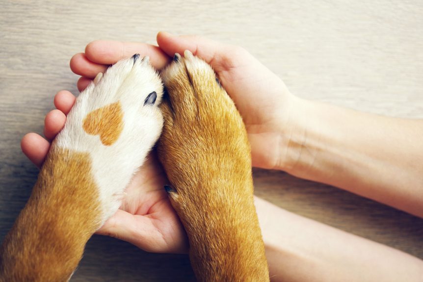 Unraveling the Mystery of Pet Insurance